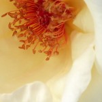copy-copy-flower11.jpg