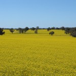 canola2