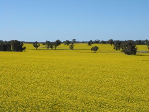 canola Brassica napus