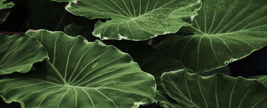 header-leaf.jpg